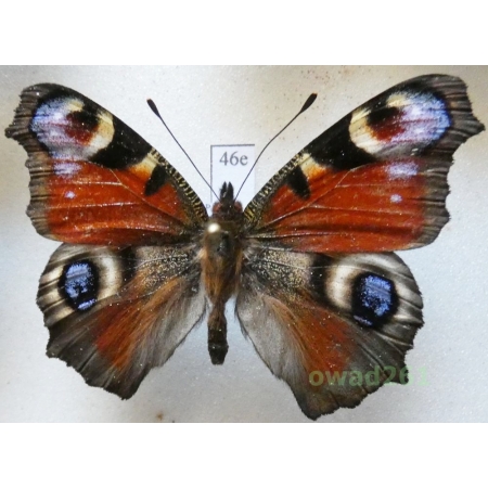 Aglais io (Linnaeus, 1758) Poland46e